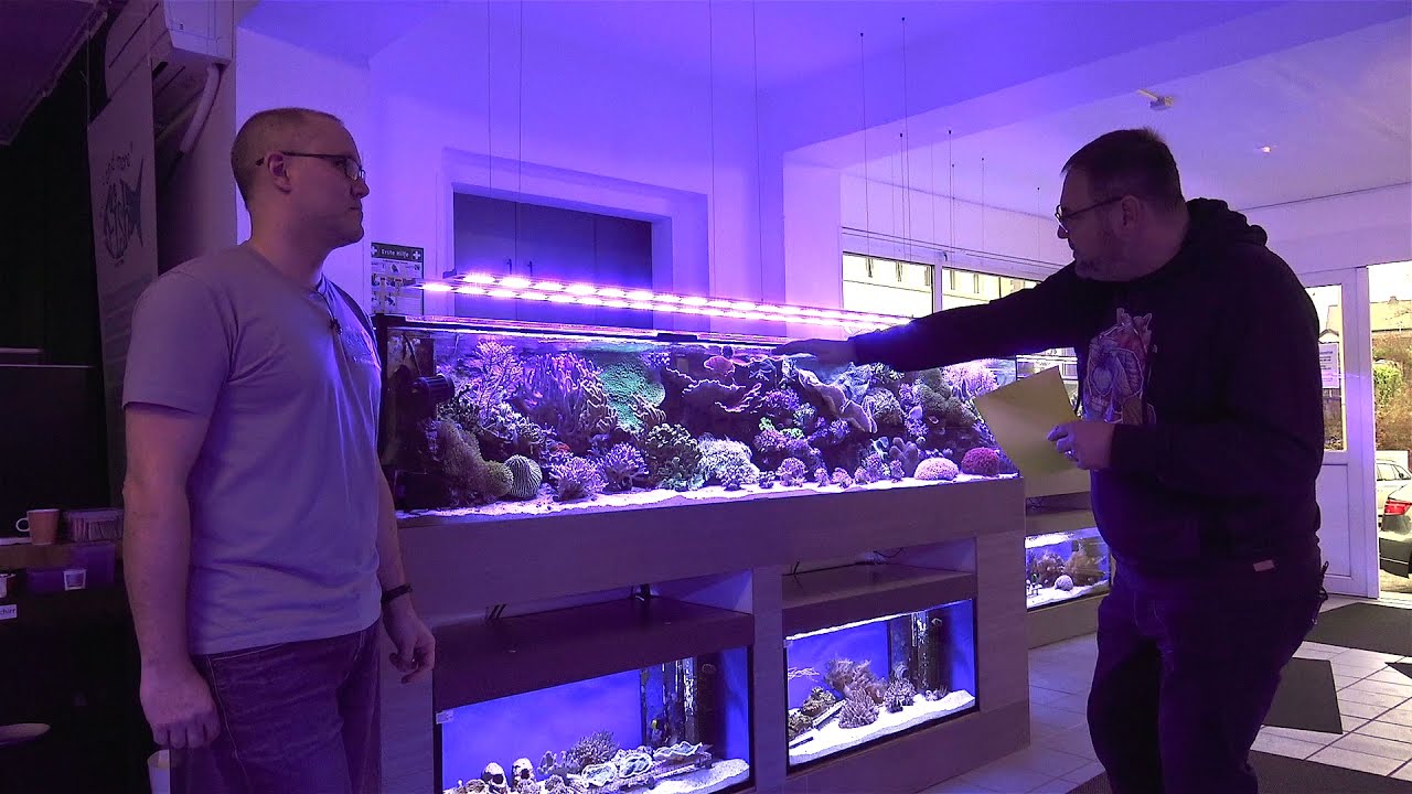 Geht Meerwasser ohne Abschäumer und Technikbecken? Besuch bei Fish n More Siegen