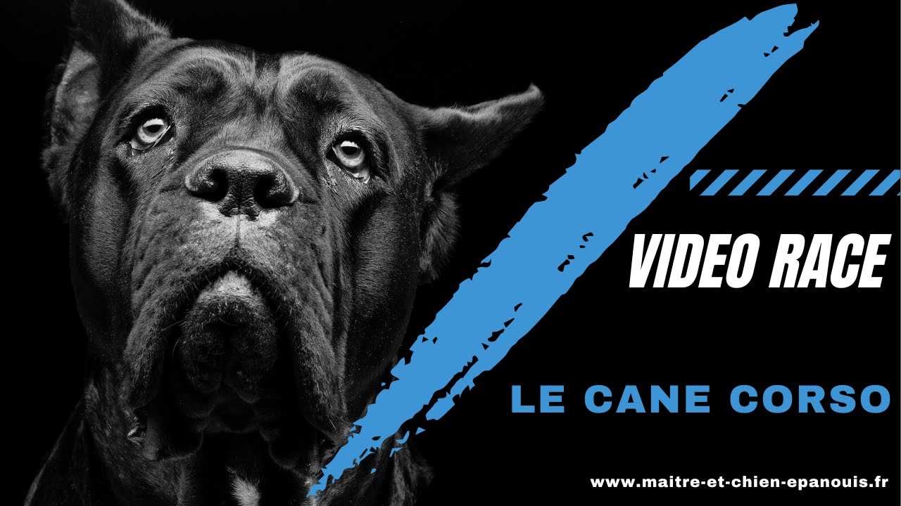 Un point complet sur un chien à la mode : le Cane Corso