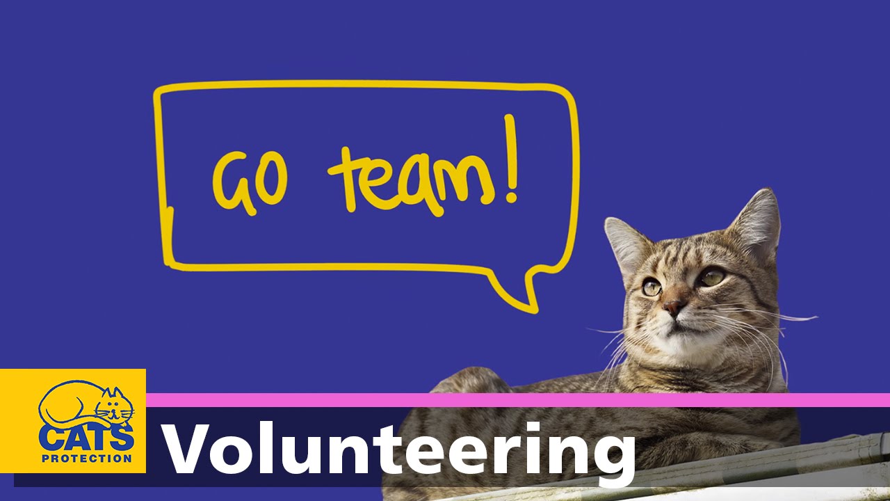 Volunteering for Cats Protection