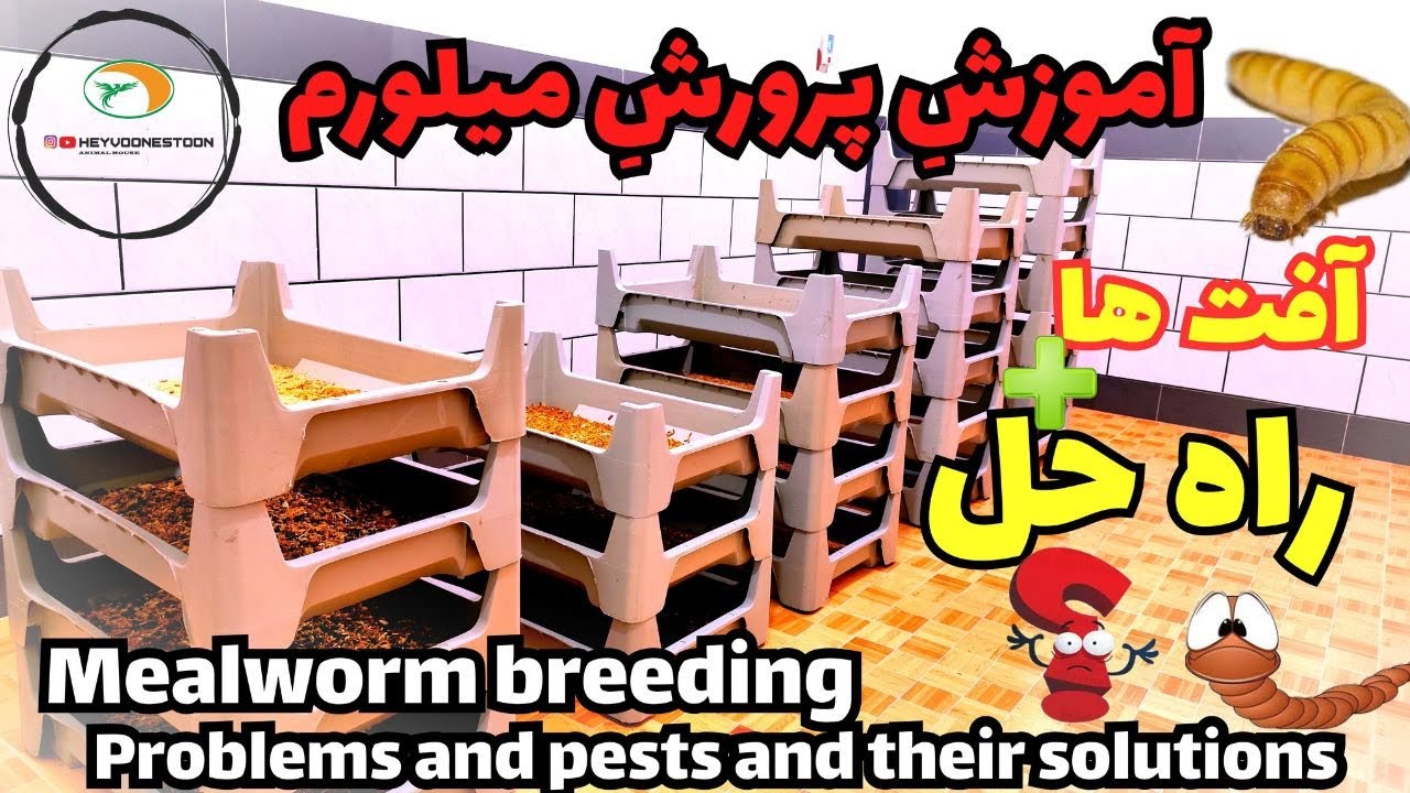 پرورش میلورم،مبارزه با آفات #پرورش میلورم #حیوونستون #میلورم #حیوانات #HEYVOONESTOON #mealwormfarm