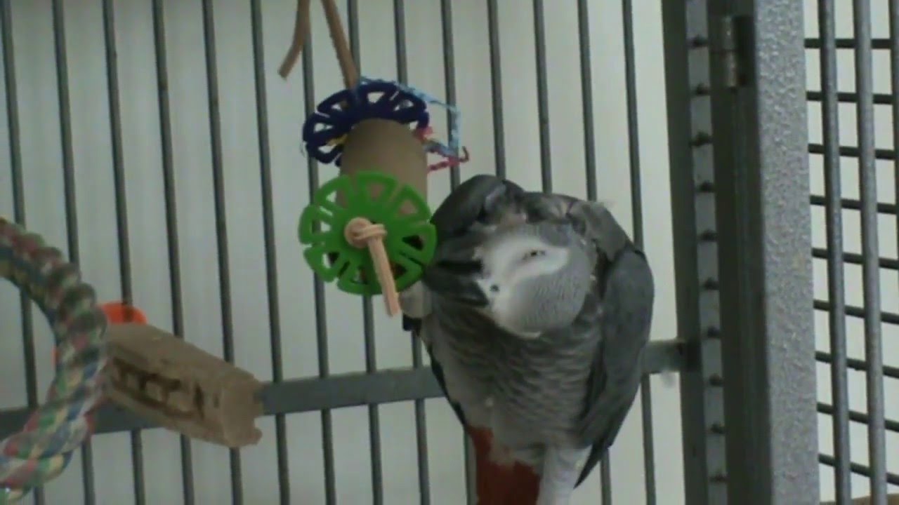 Make Your Own Bird Toys TP Roll Forager