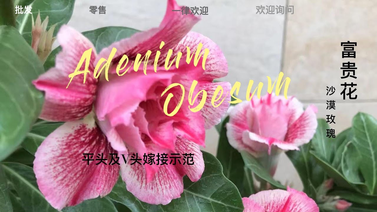 富贵花/沙漠玫瑰【平头与V头嫁接法】！