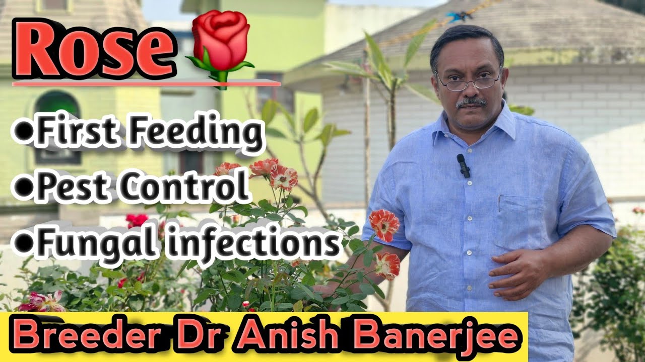 First Feeding of Roses🌹 With Dr Anish Banerjee| Key Steps for first Feeding|