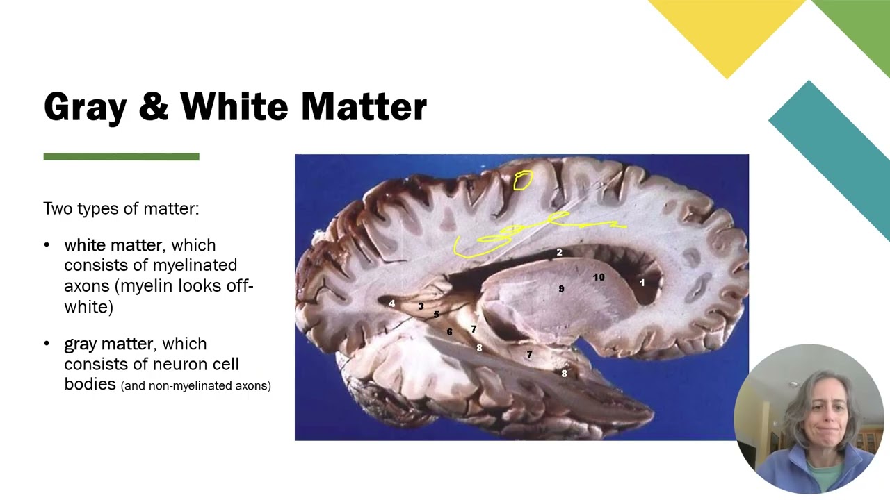 6a Brain Part 2 - General Organization, Intro to Cranial Nerves