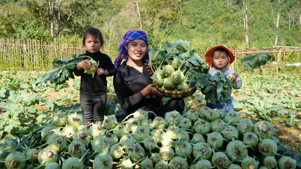 Harvesting kohlrabi and selling at the market - cooking giant fish to eat with little daughter
