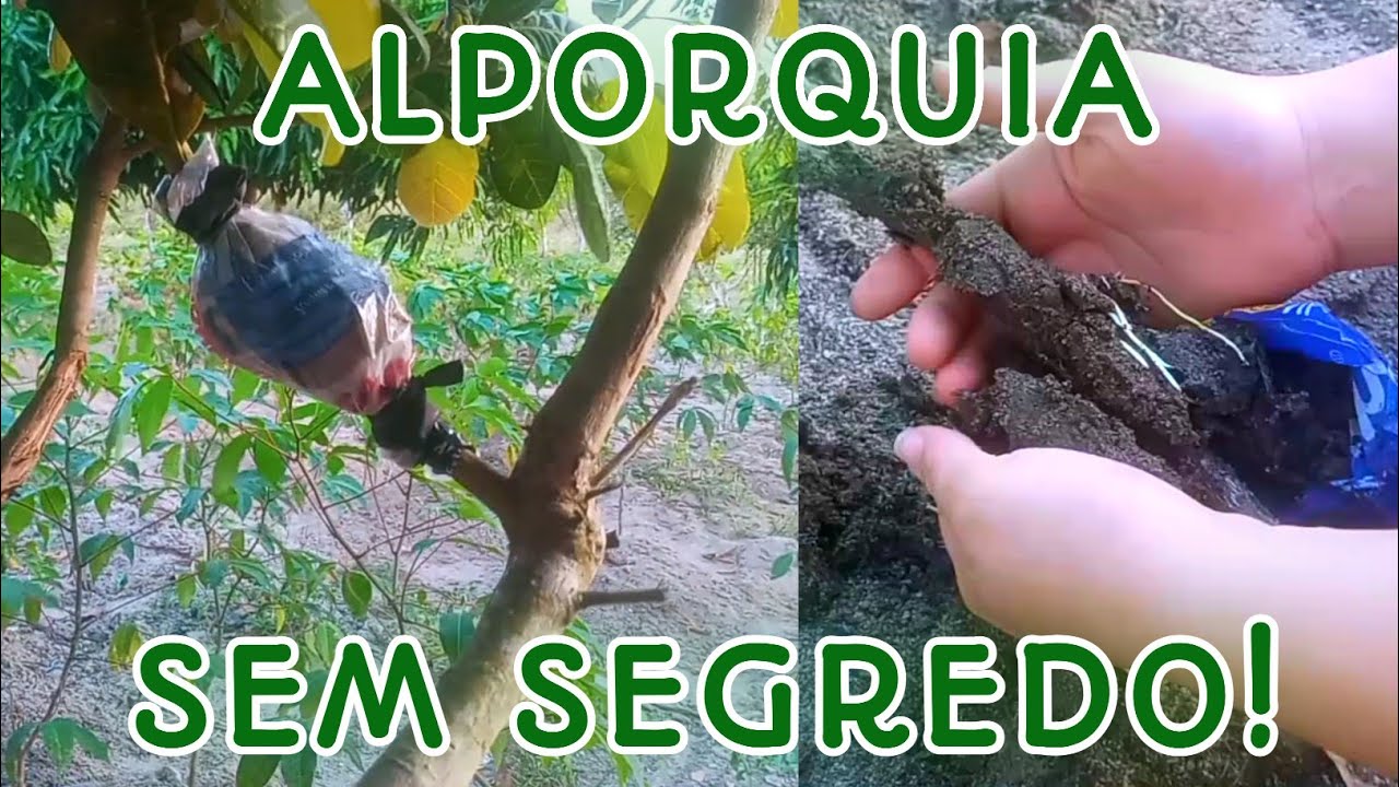 COMO FAZER UMA ALPORQUIA EM QUALQUER ÁRVORE | SIMPLES E FÁCIL
