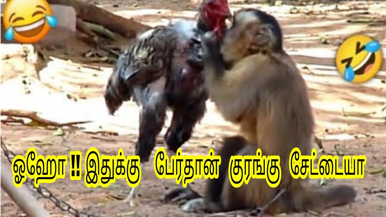 குரங்கு செய்யும் காமெடி சம்பவங்கள்/ Monkey Comedy Moments part 1  / Tamil Display