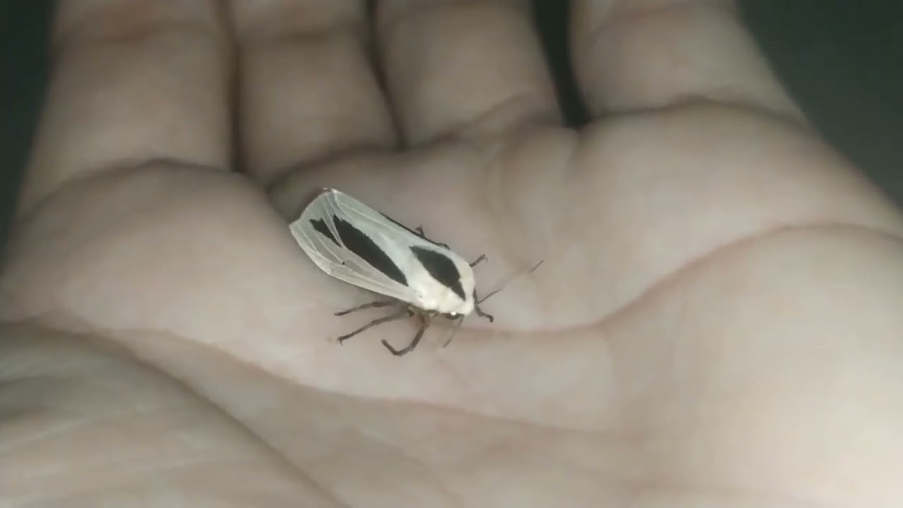 Heterocera