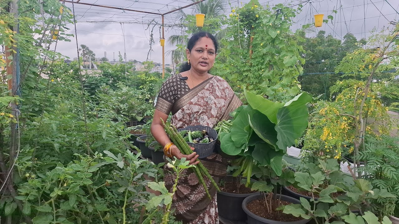 మిద్దె తోటలో ముచ్చట్లు - కోతల సంబరాలు | Harvest | Terrace Garden