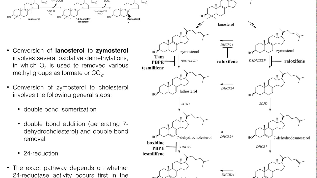 Cholesterol Biosynthesis | Stage 4: Conversion of Lanosterol to Cholesterol