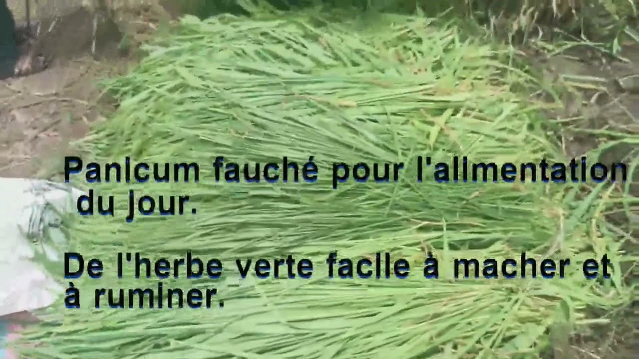 Les Panicums et l'herbe à éléphant au Mali : d'excellentes cultures fourragères