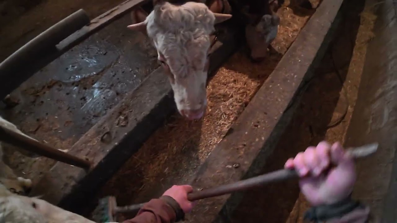 İNEK SAĞIMI 🐮🥛