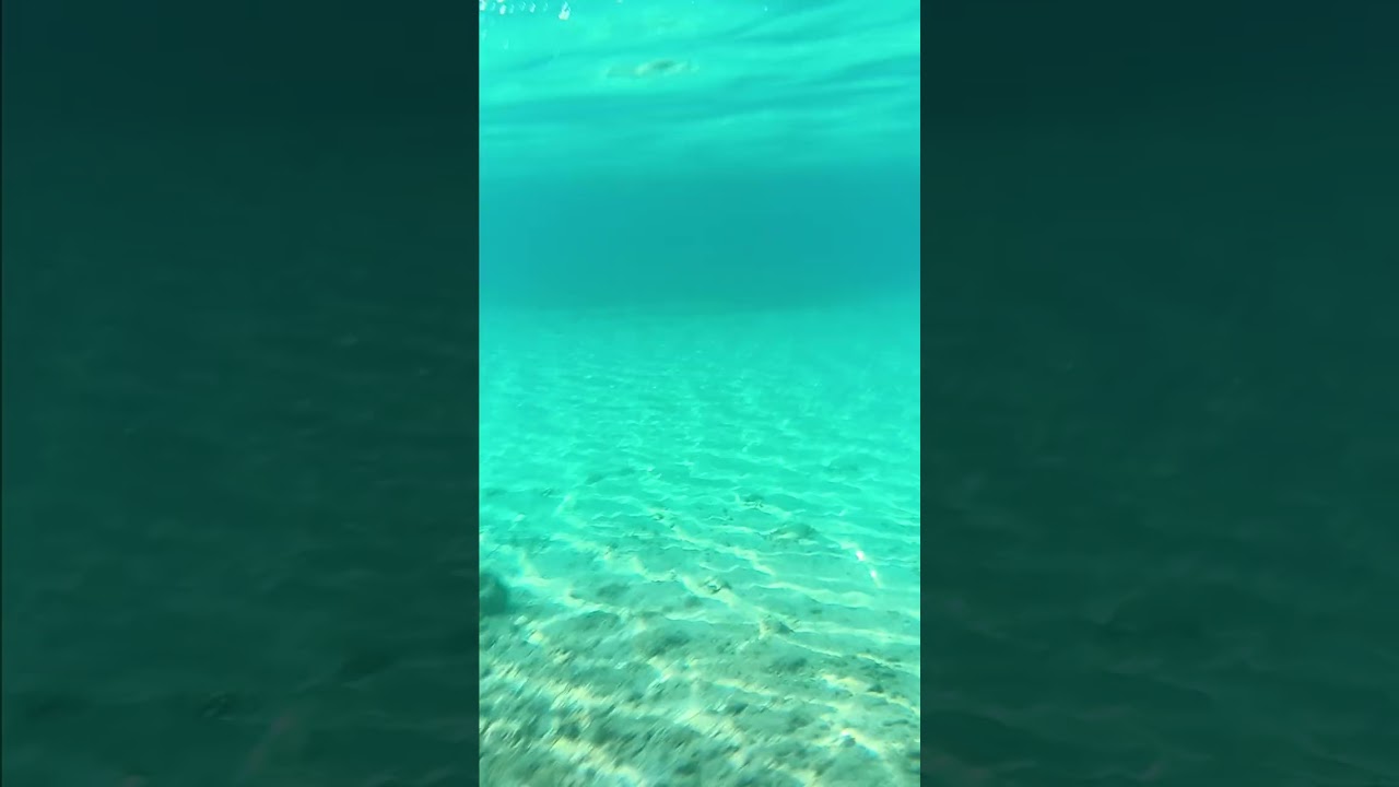Eel