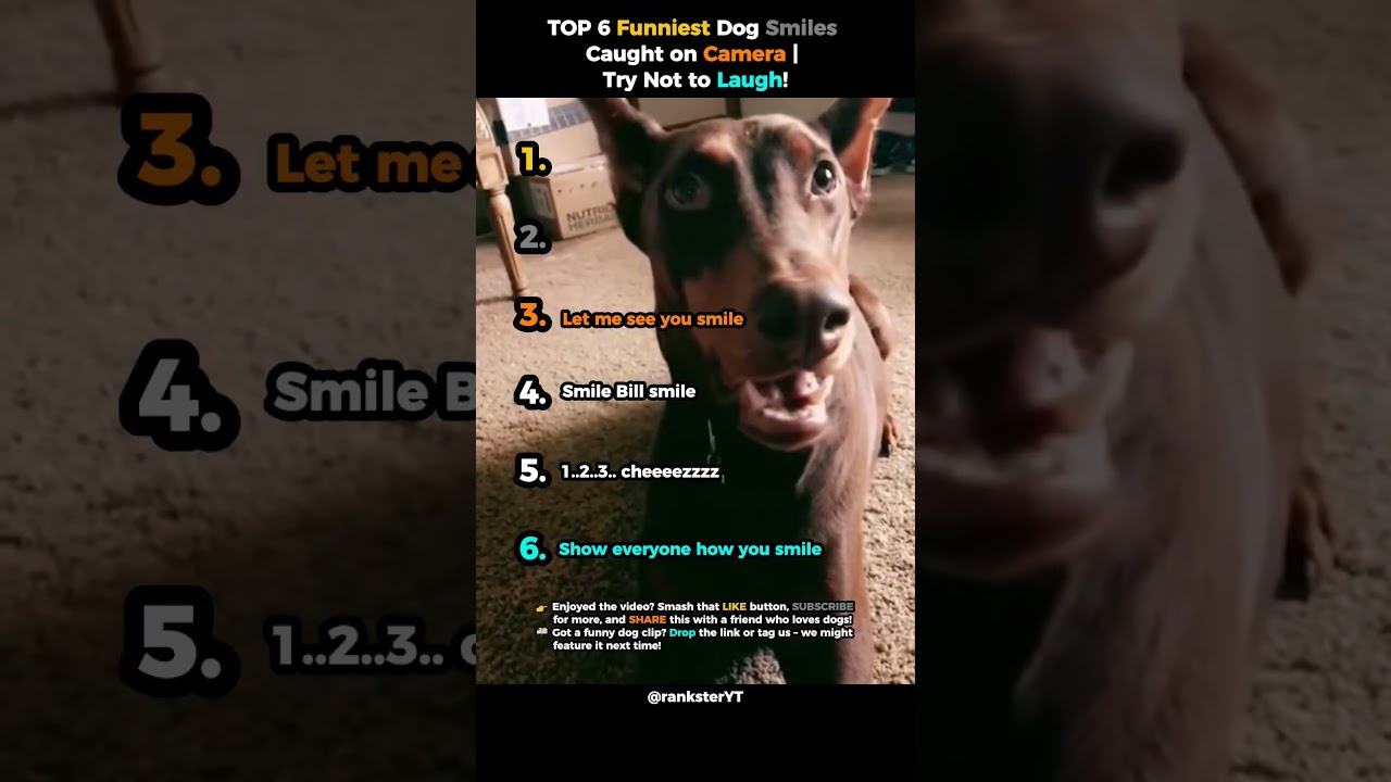 Top 6 Funniest Dog Smiles Caught on Camera | Try Not to Laugh!