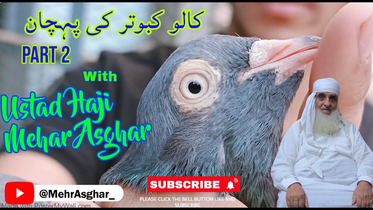 کالو کبوتر کی پحچان استاد حاجی اصغر کے ساتھ | PART 2