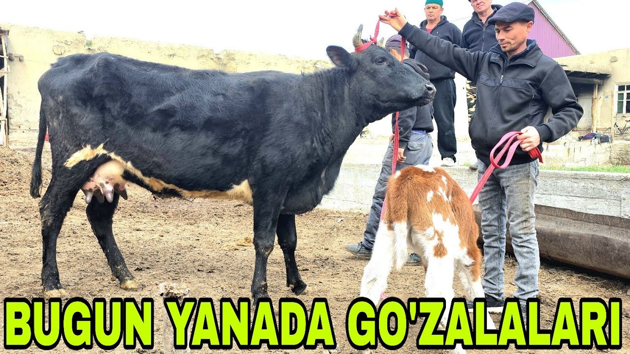 Nodir akadan yangi partiya ona bola sigirlarni zo'rlaridan kutganlarga 17-mart, 2026