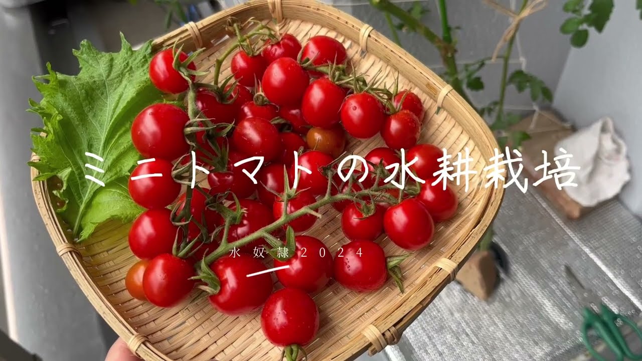 ミニトマトの水耕栽培記録 2024年