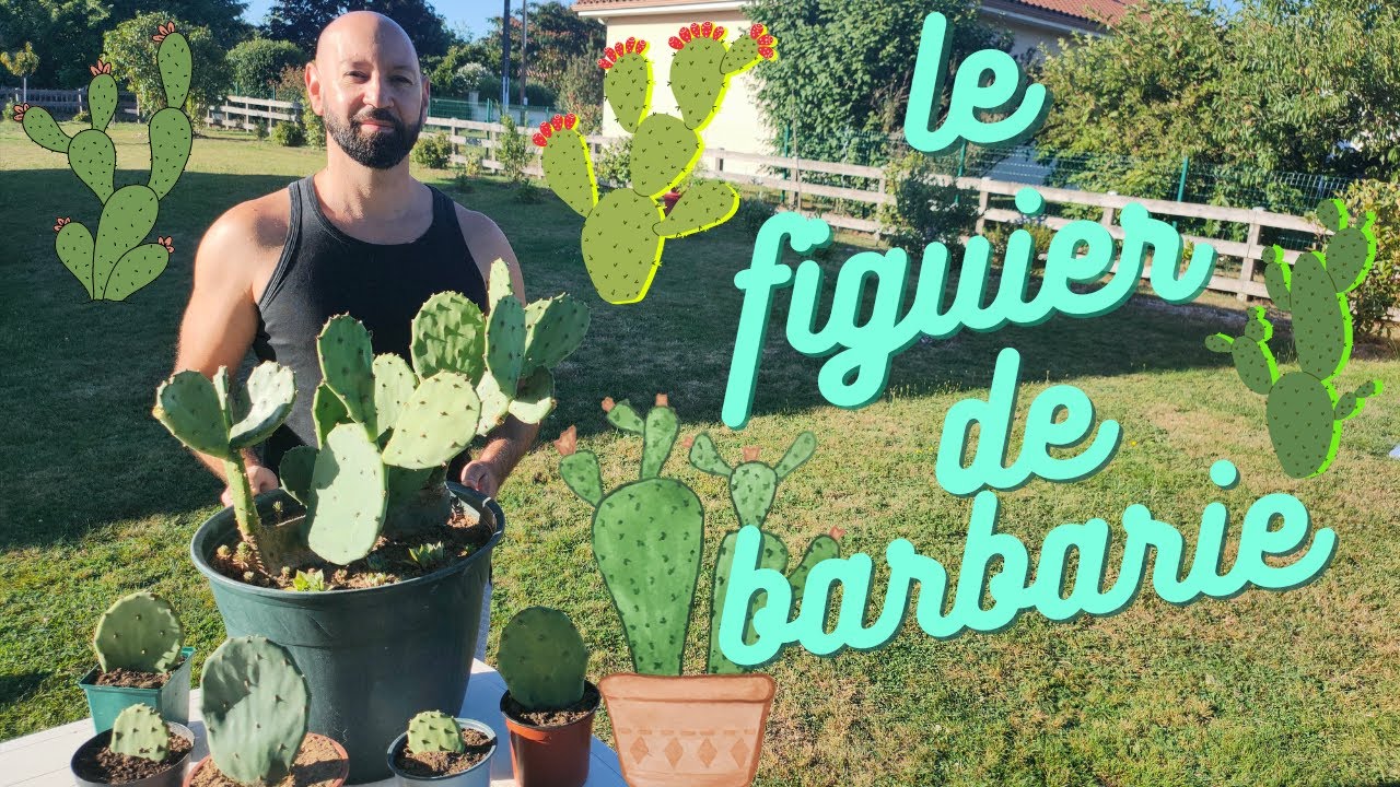 Figuier de barbarie.(et son bouturage)