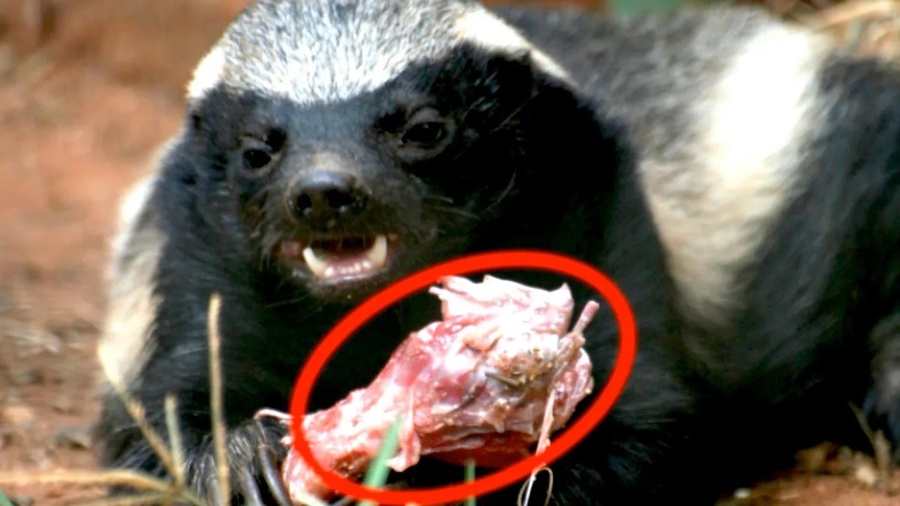 Deadliest Mammals in the World