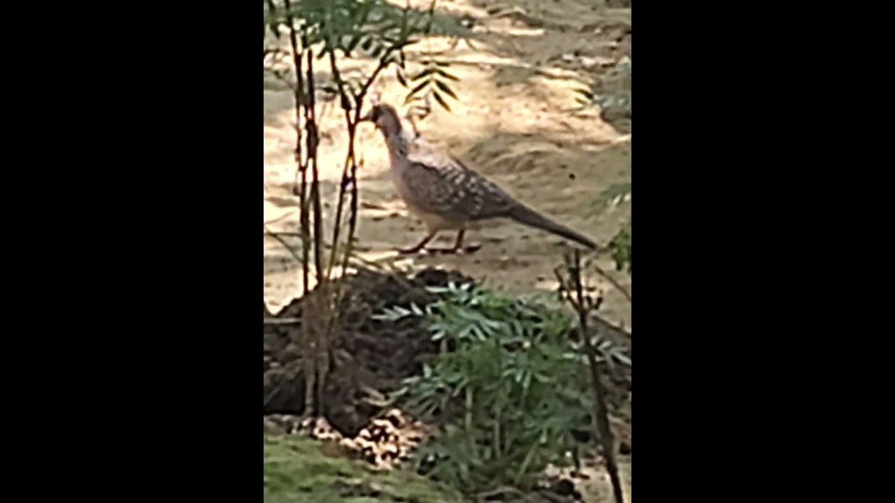 nice dove freely walks.🕊🕊👌#shorts #viral #dove #subscribe