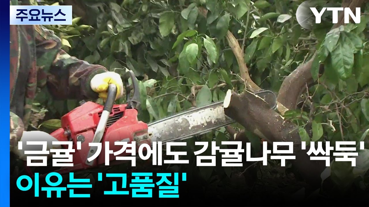 ’금귤’ 가격에도 감귤나무 ’싹둑’...이유는 ’고품질’ / YTN
