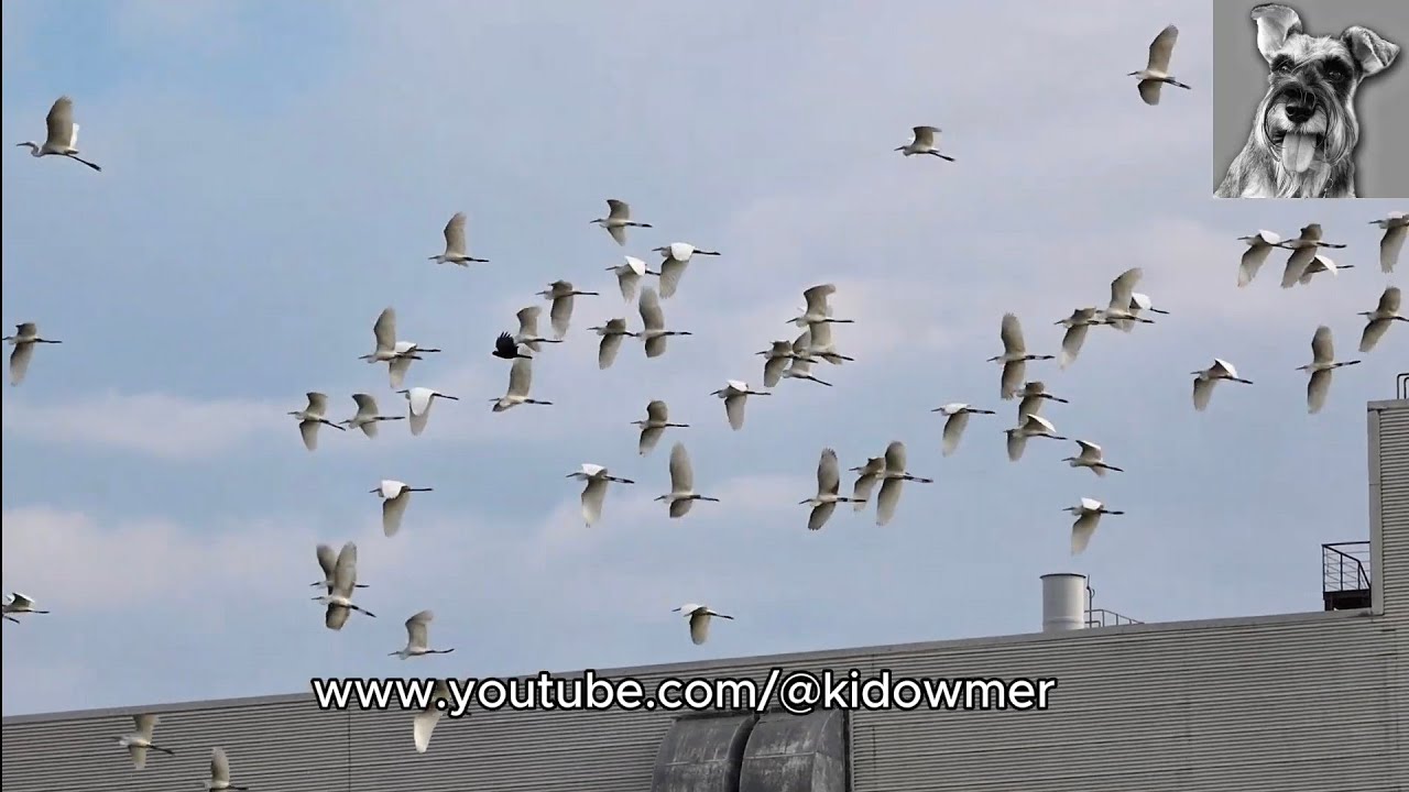 Flock of flying EGRETS, Singapore