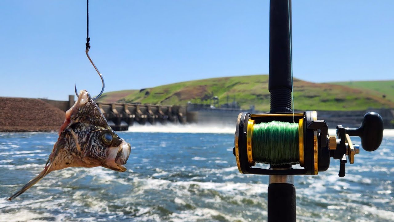 Dam Fishing for Big Fish! (Overnight Sturgeon Fishing)