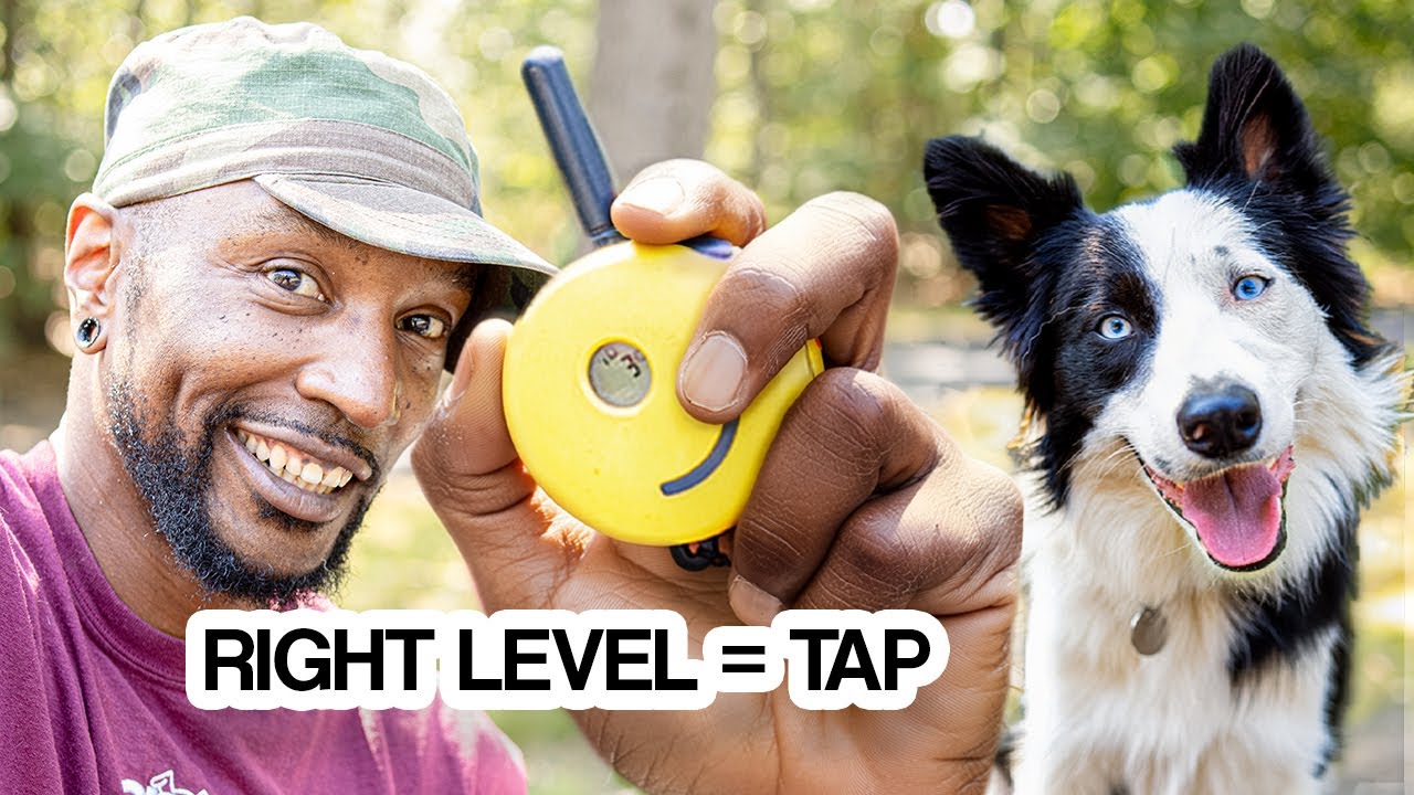 The Right E-Collar Level Feels Like a Tap | Border Collie