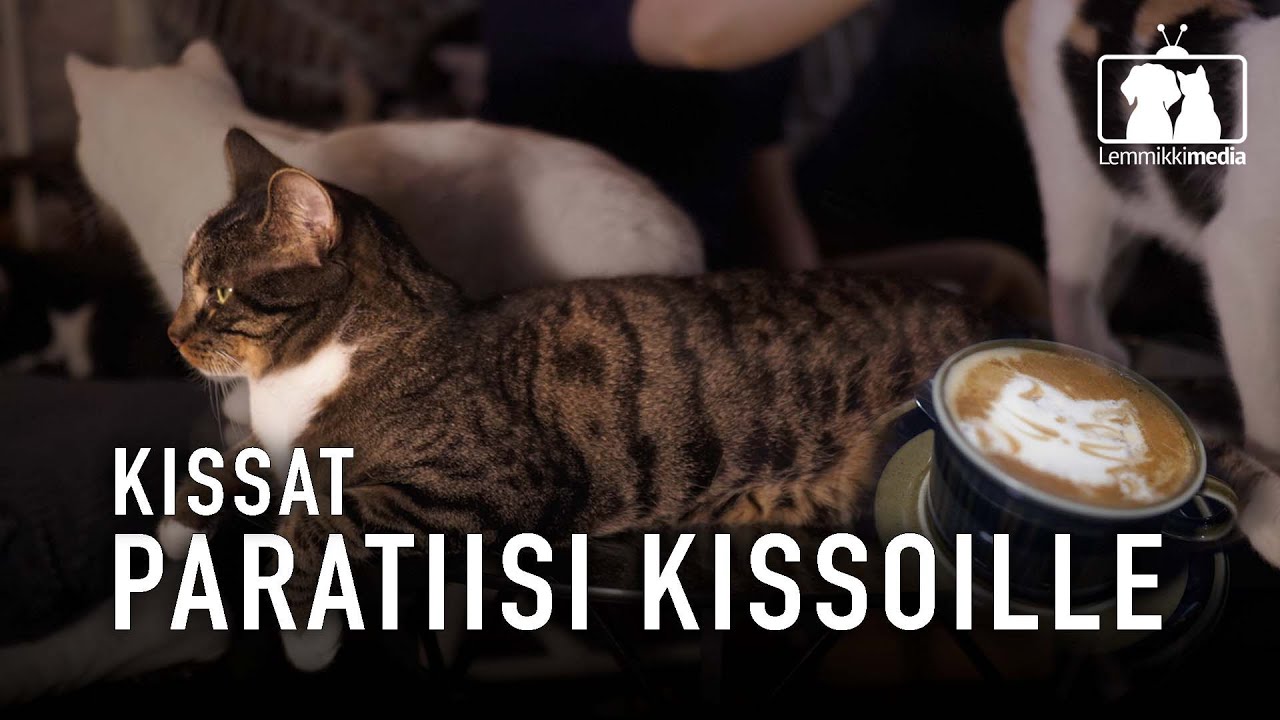 KISSAT: Kissakahvila Helkatti