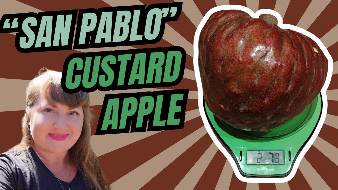 Our First &ldquo;San Pablo&rdquo; Custard Apple! | Creamy, Berry-Like & Full of Surprises 🍮🍓