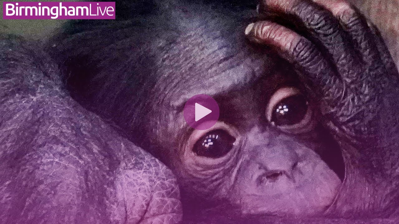 Twycross Zoo's baby bonobo named 'Biso'
