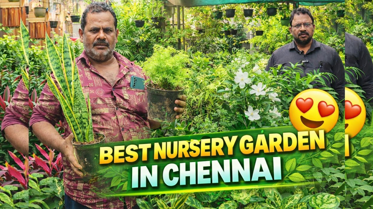 🌿 Chennai Hidden Nursery Tour 😍 | Aleef Nursery Garden Full Walkthrough | Best Plants & Prices