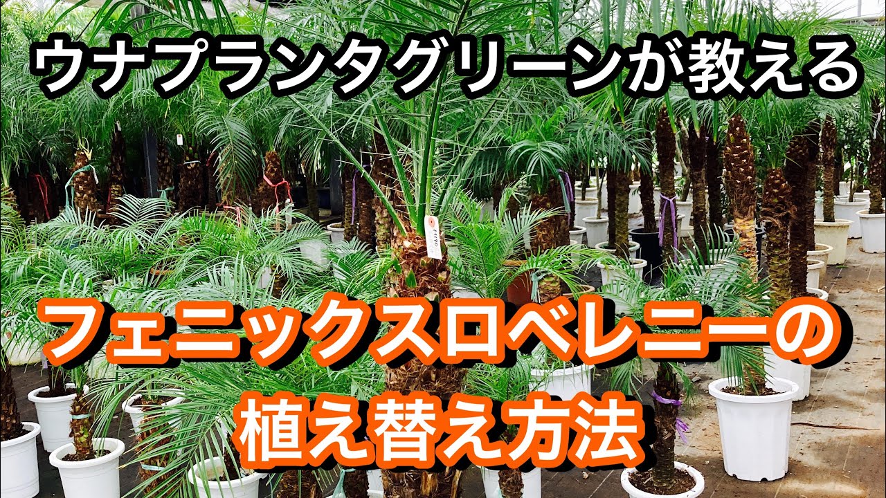 【フェニックスロベレニーの植え替え】ロベの植え替え方法をご紹介いたします【ウナプランタグリーン】