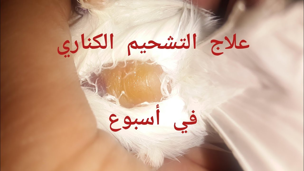 طريقة لإزالة التشحيم عند الكناري فعالة100/100