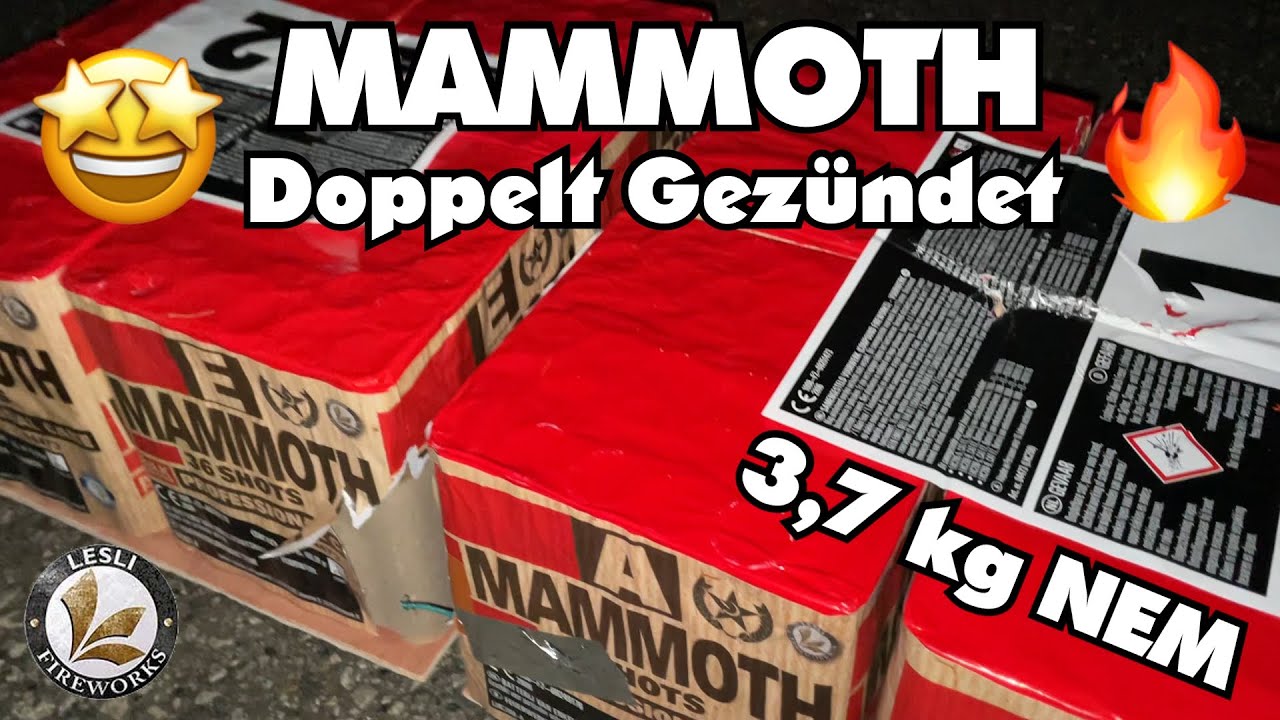 Mammoth | Lesli | Doppelt Gezündet | 3,7kg NEM | Kai TV