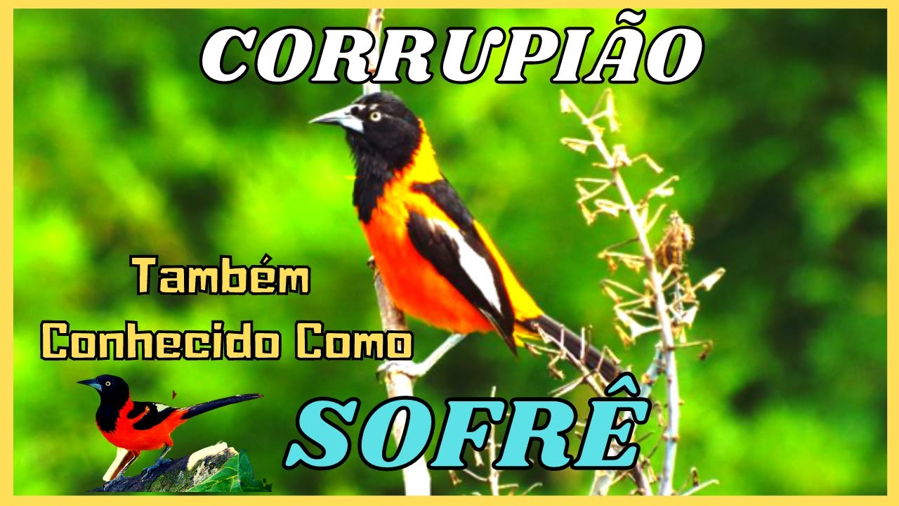Canto e Sons do Corrupião I Canto e Barulhos do Sofrê I Sons e Cantos de Pássaros e Aves!