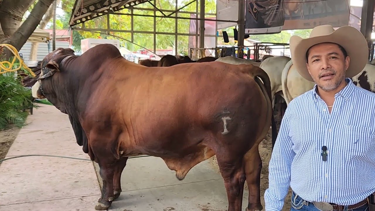 SIMBRAH.. SIMMENTAL Y BRAHMÁN.. GANADERÍA DON PECHEL.. Juárez.. Chiapas.. MX...