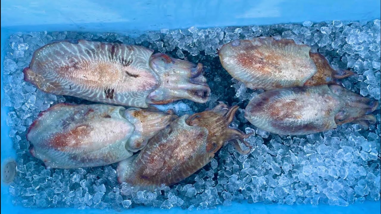 CUTTLEFISH INKED MY BOAT BLACK ! Boat Fishing For Anything! Catch & Cook , Lobster Fishing