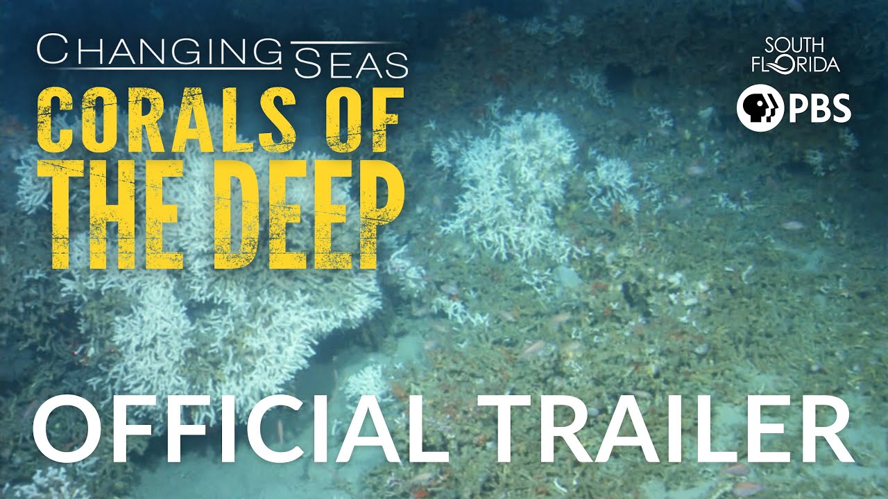 Corals of the Deep - Trailer