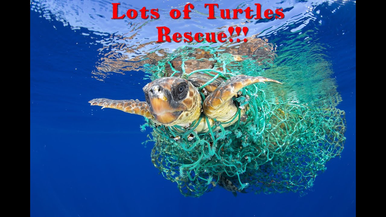 Turtles rescued from a ghost net -  Lot of turtles rescued!!!!
