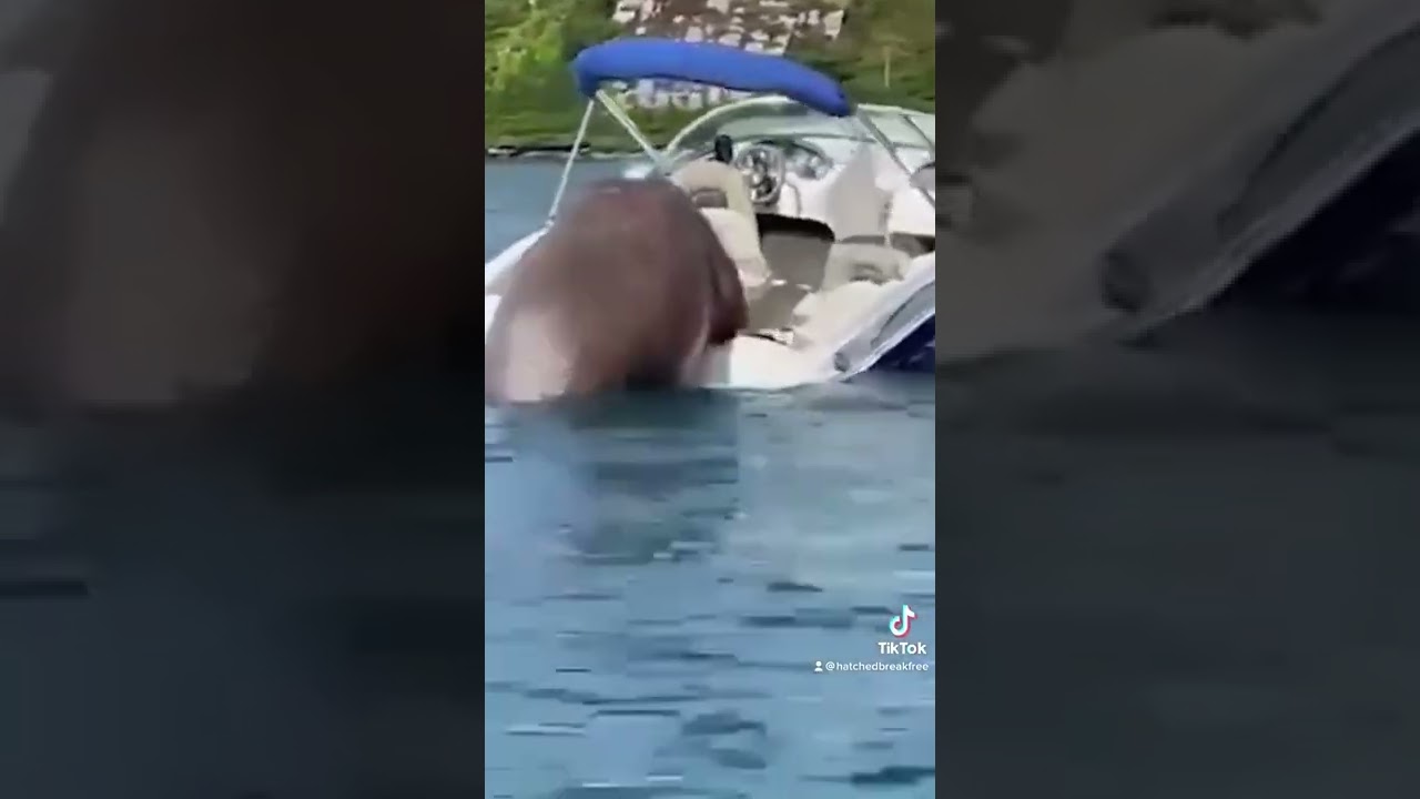 A walrus takes over a BOAT!?
