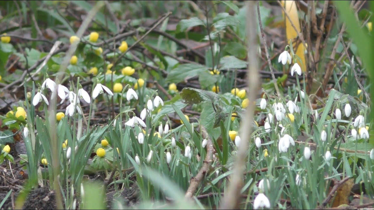 Morning Prayer – Tuesday, 2nd February 2021