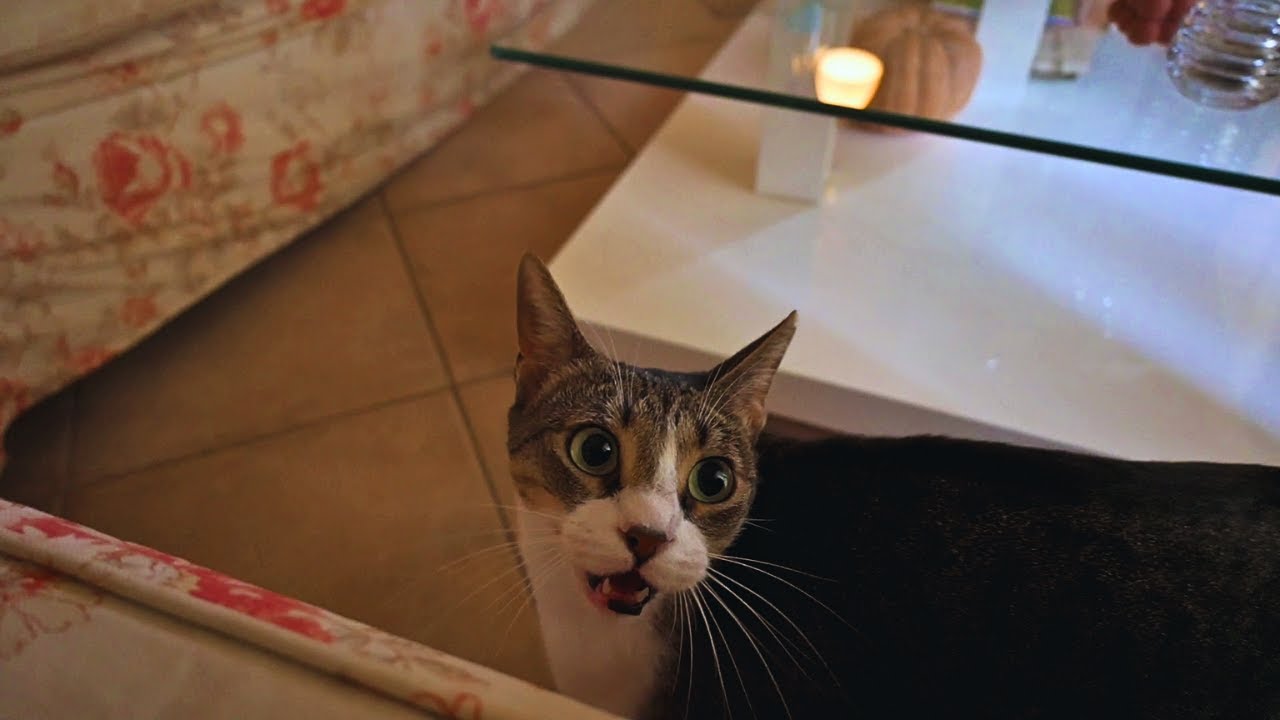 Cat Feels Extra Mrrrrpy This Morning