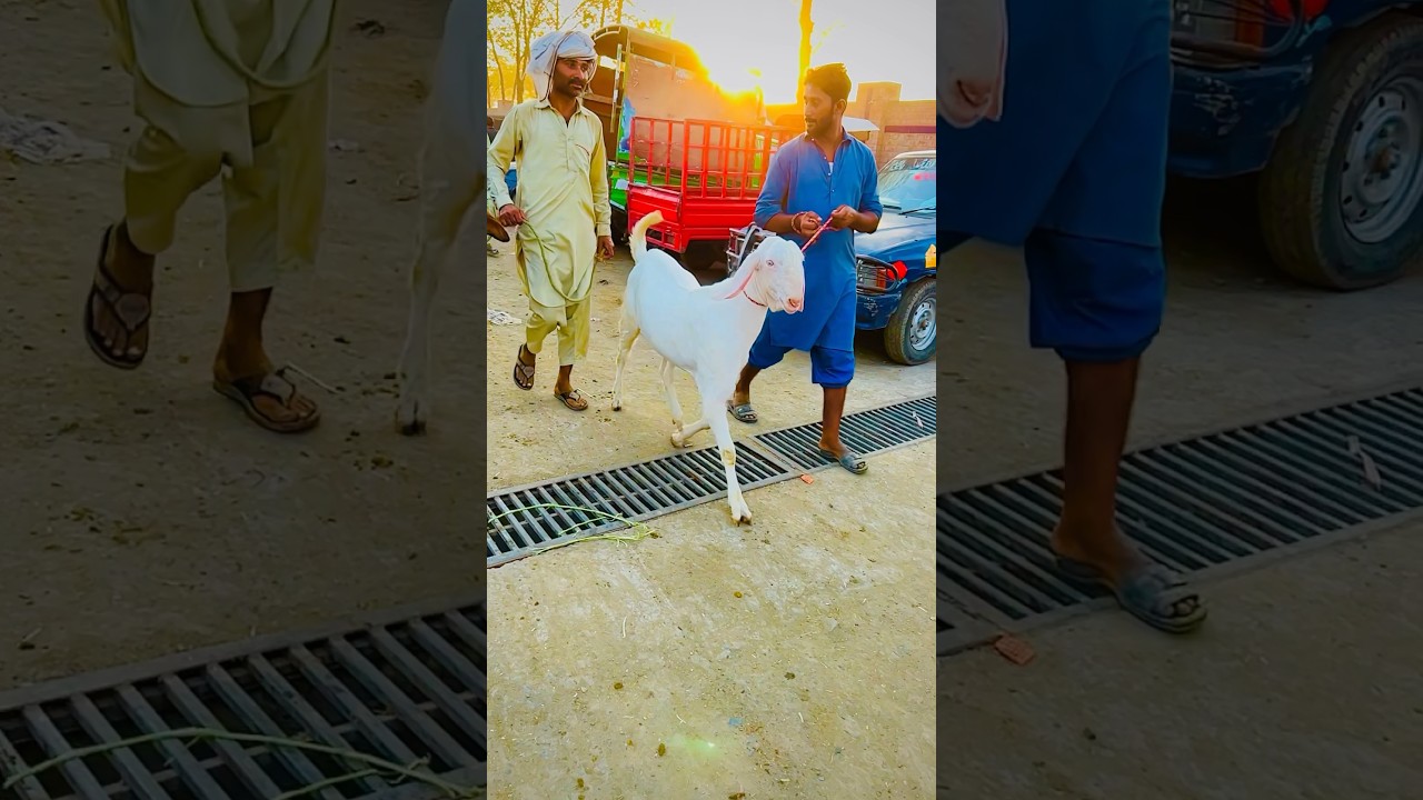 #viral #eid #viralvideo bakra mandi 2024 Qurbani