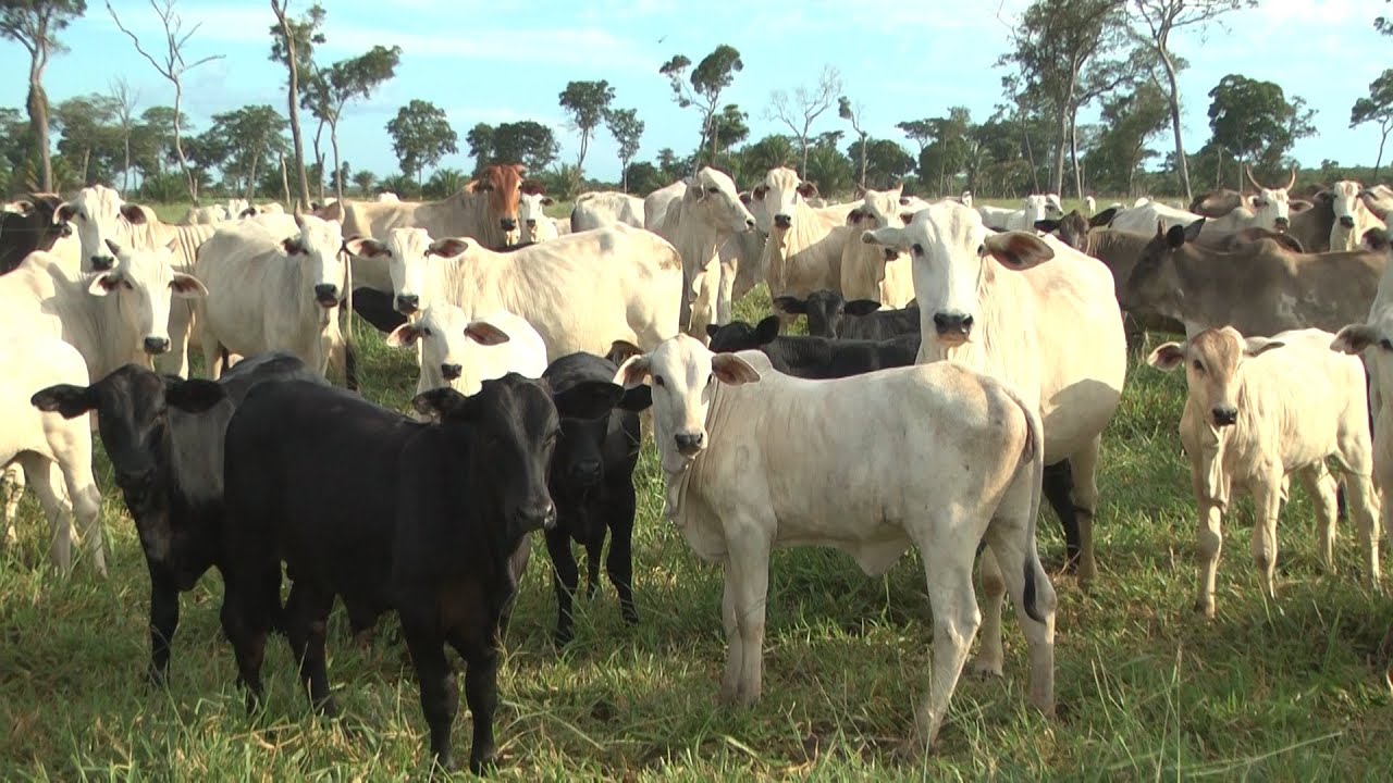 Fazenda investe em pastejo rotacionado e semiconfinamento
