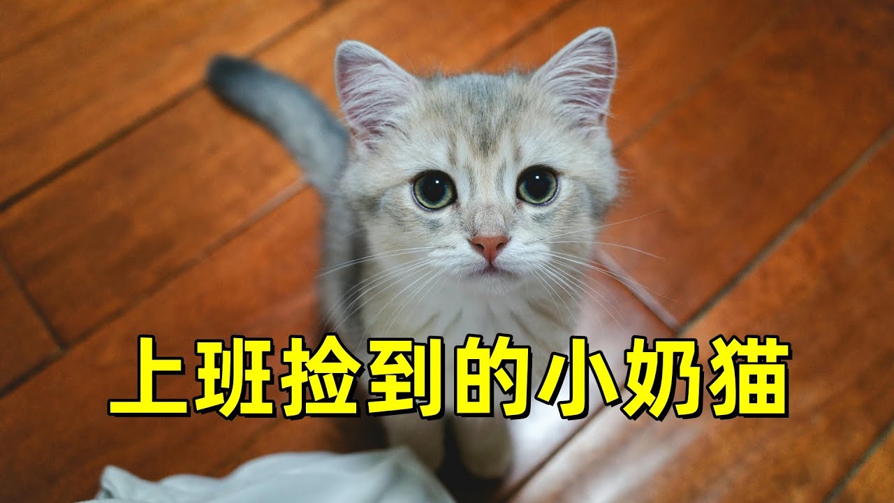 上班的早晨捡到一只小奶猫，确定是流浪猫“三妹”所生