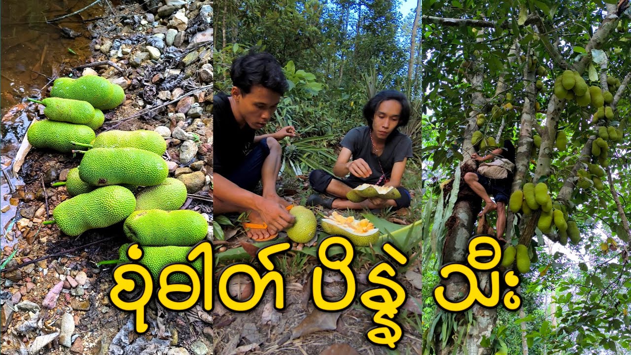 Harvesting Jack Fruit | Jackfruit cutting & Eating | ပိန္နဲသီး ဘယ်လို ခူးမလဲ🤔? |