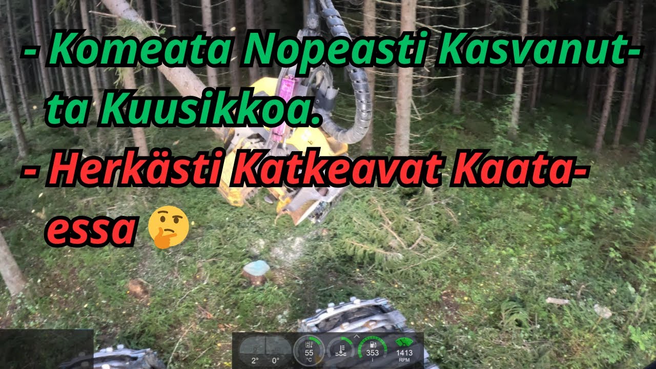 Hyvin Kasvatettua Kuusikko Uudistushakkuuta. Ponsse Scorpion K AC New H7 2025