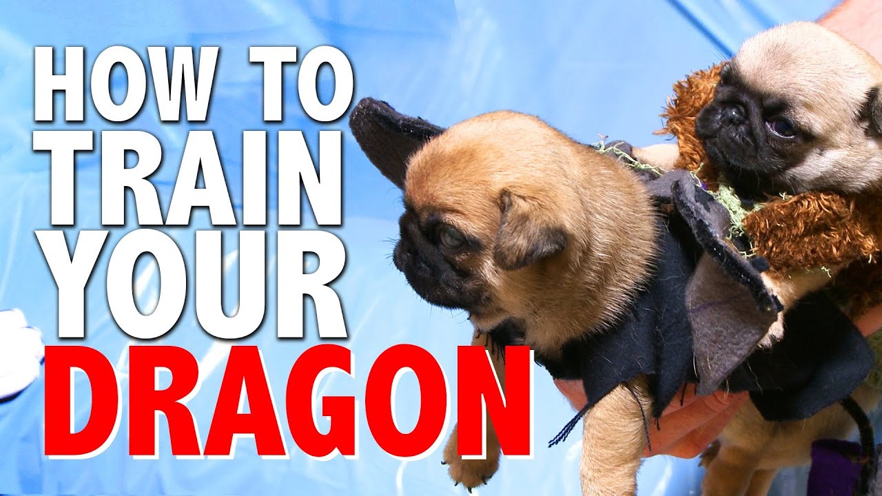 How To Train Your Dragon (Pug Puppy Version)