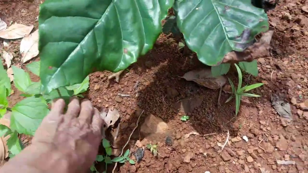 Lâu vào thăm vườn. Cho chú bra ít đồ 